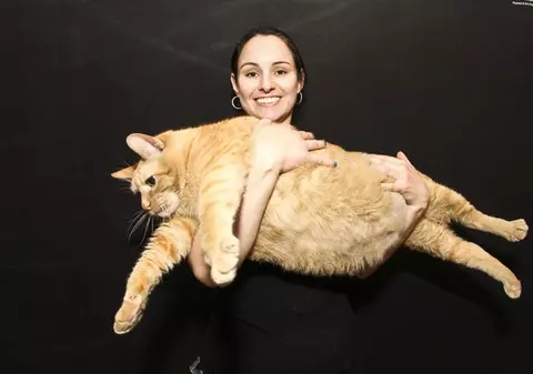 Cea mai grasă pisică din lume a fost pusă la slăbit! Cântăreşte cât un copil de 4 ani! FOTO