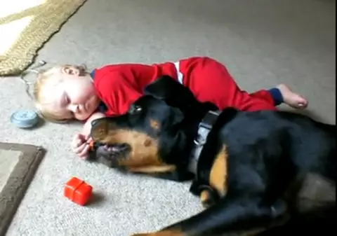 Rottweiller, pe post de bonă pentru un BEBE SUPERB. Uite cum se înţeleg | VIDEO