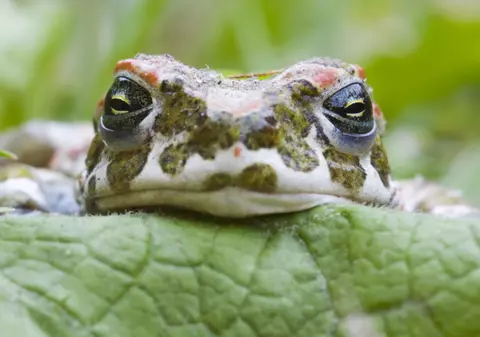 Semnele care prevestesc POTOPUL DEVASTATOR? Invazia care a speriat de moarte mii de oameni de la doi paşi de noi