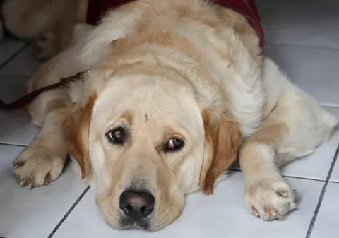 Anchetă în cazul nevăzătorului dat jos din autobuz. "Poliţia Română face verificări pentru a afla exact ce s-a întâmplat”