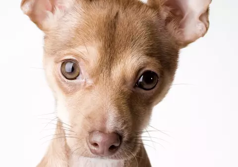 CÂINII, cele mai inteligente animale de casă