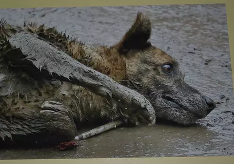 „Ucigaşul de câini” din Ucraina, condamnat la 4 ani de închisoare    