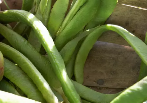 REŢETĂ: Mâncare de fasole verde