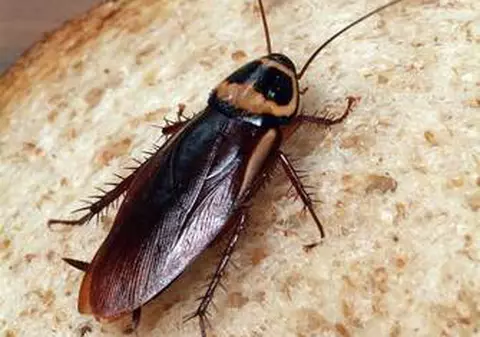 Acesta este cel mai scârbos şantaj!