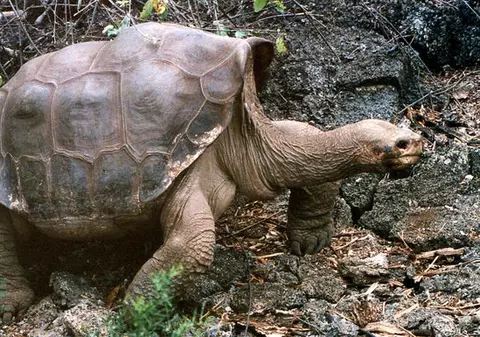 "Singuraticul George", ultimul exemplar din subspecia broaştelor ţestoase de Pinta, a murit