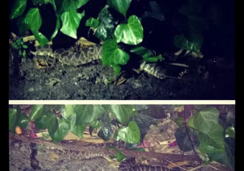 Jessica Alba și-a ȘOCAT fanii. A postat o SCÂRBOȘENIE pe Twitter, după o noapte de coșmar din cauza unui șarpe cu clopoței 