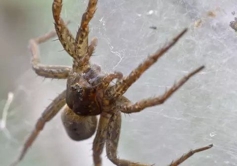 PĂIANJENII VENINOŞI au UCIS două persoane în India!