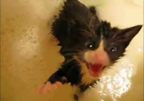 Cele mai nefericite pisici din lume! Uite ce li s-a întâmplat | VIDEO