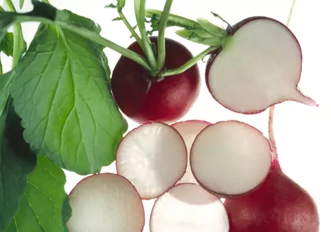 GHIDUL plantelor medicinale