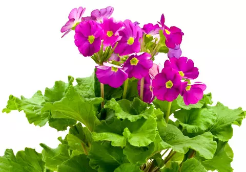 PLANTE spectaculoase şi rezistente