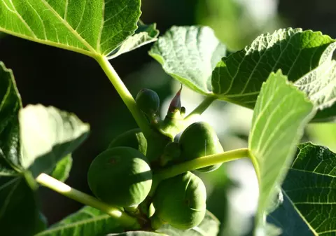 GHIDUL plantelor medicinale