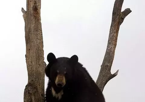 Urşii negri ştiu să numere