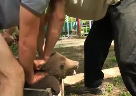 IMAGINI ȘOCANTE! Un pui de urs este răpit și chinuit pentru a fi vândut ilegal