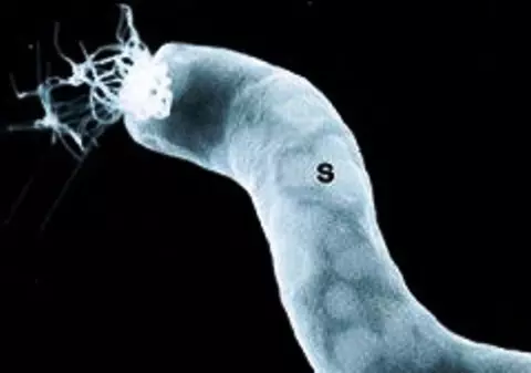 NASA a descoperit un extraterestru! VEZI despre ce formă de viaţă e vorba