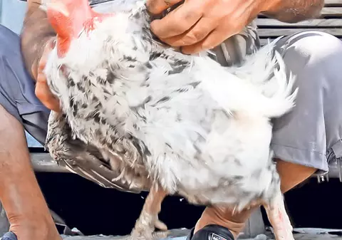 REFERENDUM 2012 | Cocoşul Băse nu va mai ajunge în ciorbă!