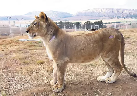 Uite-o pe leoaica Andi în Africa! Felina crescută de o familie de timişoreni s-a acomodat deja în rezervaţia Lionsrock