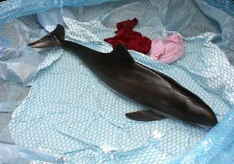 Şocant! 140 de delfini ucişi pe litoralul românesc de plasele pescarilor!