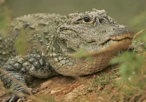 Îţi poţi imagina aşa ceva? Un bărbat căruia un aligator i-a smuls mâna, dat în judecată pentru că a hrănit reptila