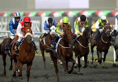 Francezii îşi bat din nou joc de noi! În Hexagon există un cal numit ”Orfan de Roumanie”