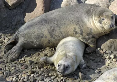 După grupa aviară şi cea pornică, apare GRIPA FOCILOR! Noul virus care ameninţă omenirea i-a băgat pe americani în alertă