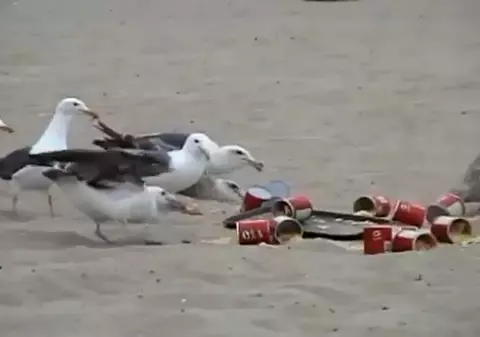 Ce farsă! Au hrănit pescăruşii cu laxative. Ghici ce a urmat | VIDEO