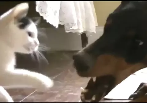 O pisicuţă se bate cu un doberman! Ghici cine câştigă | VIDEO