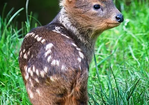 Ai văzut ceva mai simpatic?! Așa arată un pui de pudú, cel mai mic cerb din lume