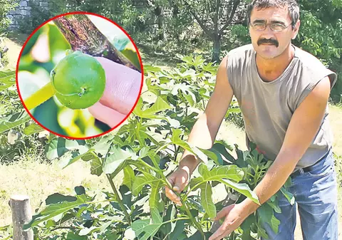 Singura livadă de smochini din ţară este în pericol!