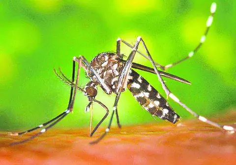 Primăria Capitalei extermină ţânţarii din elicopter