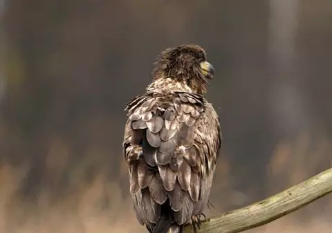 Vulturul Rufus, mascota de la Wimbledon, care se credea că a fost răpit de nişte români, găsit după 3 zile