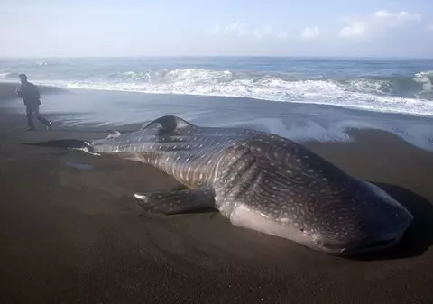 Poţi să crezi aşa ceva? O bucată din voma unei balene valorează 63.000 de dolari