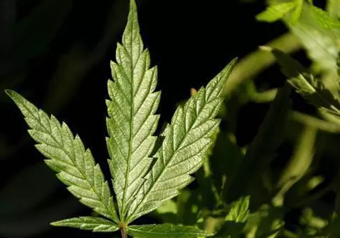 Doi bărbaţi vroiau să introducă în ţară 10 kg de cannabis