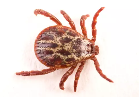 Există leac pentru BOALA LYME