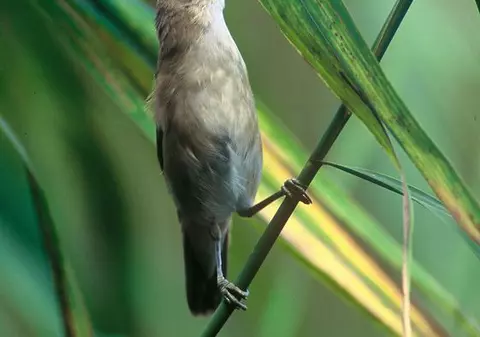 Ultimul cuc din Marea Britanie, dus cu avionul în Italia, pentru că nu a putut să migreze de unul singur
