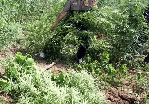 O plantaţie de marijuana a fost descoperită într-un tunel dezafectat din Roma