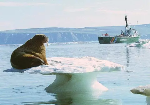 În 10 ani, Arctica ar putea rămâne fără gheaţă