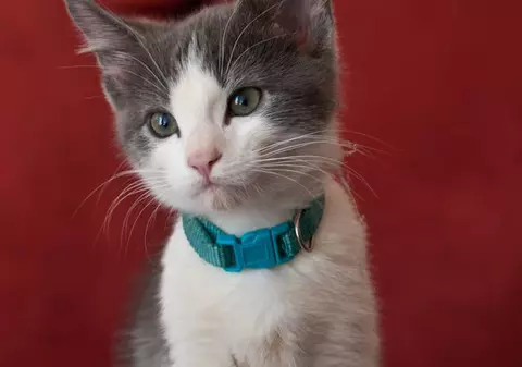 Pisicile care vor multă mâncare ar putea avea probleme psihice