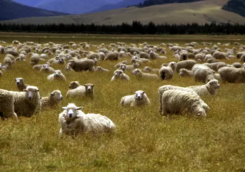 Mort de beat, a intrat cu bicicleta în turmă ca-n popice!