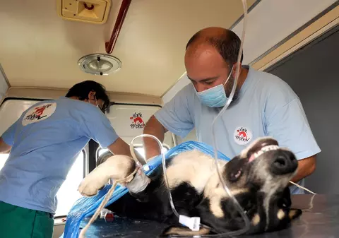 Începe o nouă campanie de sterilizare a maidanezilor în sectorul 6