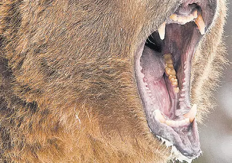 Urşii atacă din nou. Un bărbat din Petroşani a fost sfâşiat de animal