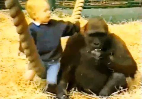 Copil de numai 18 luni, lăsat pe mâna gorilelor| VIDEO