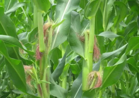 Aveţi probleme cu rinichii? Folosiţi mătasea de porumb