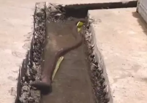MONSTRUL care poate fi LA DOI PAŞI DE TINE! Video