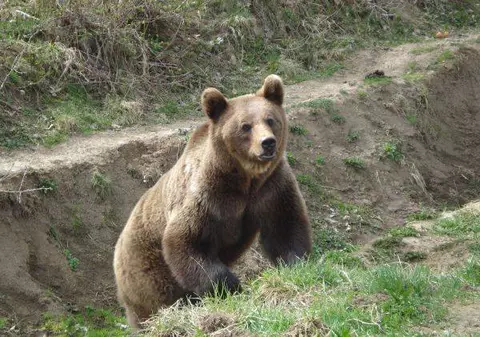 URȘII ATACĂ DIN NOU! Un animal a intrat într-o gospodărie din Moroieni. A luat un porc dintr-un coteţ şi a fugit