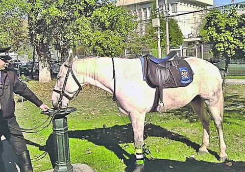 Caii patrulei de poliţie, sfâşiaţi de un câine