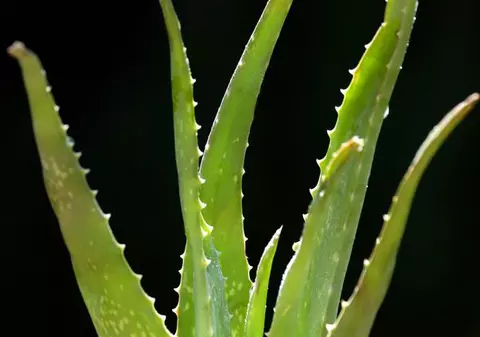 Plante care scad glicemia