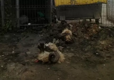 ORIPILANT! Căpăţâni de berbec împrăştiate în nordul Petroşaniului