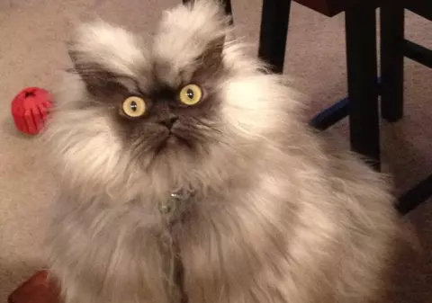 Mâţa care A ÎNGROZIT Facebook-ul! Asta e CEA MAI REA pisică de pe internet! | FOTO 