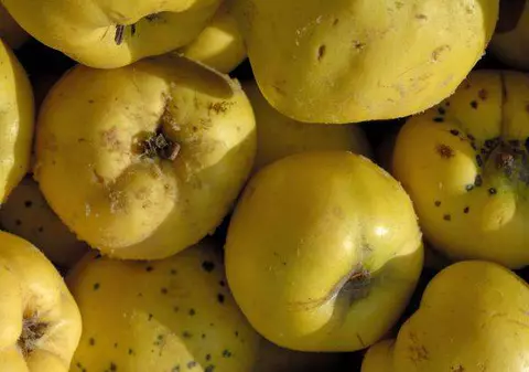 GHIDUL plantelor medicinale
