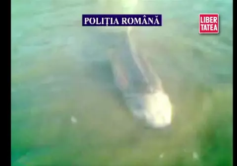 Au salvat un morun de 150 de kilograme din ghearele braconierilor | VIDEO